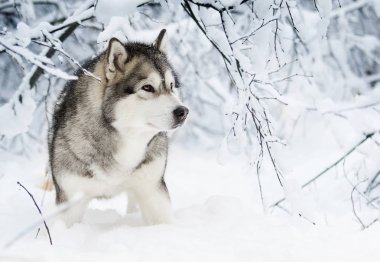 Alaskan Malamute köpeğe bir kış 