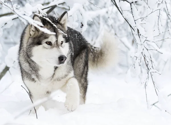 Alaskan Malamute Hond Een Winter — Stockfoto