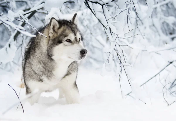 Alaskan Malamute Hunden Vinter — Stockfoto