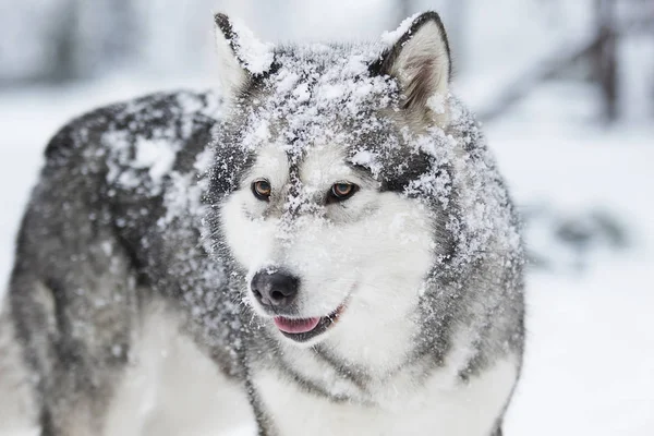 Аляскинская Маламутская Собака Зимой — стоковое фото