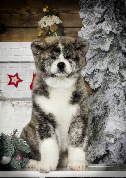 Akita Inu Cachorro Nuevo Año Fondo —  Fotos de Stock