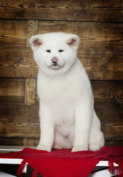 Akita Inu Puppy New Year Background — Stock Photo, Image