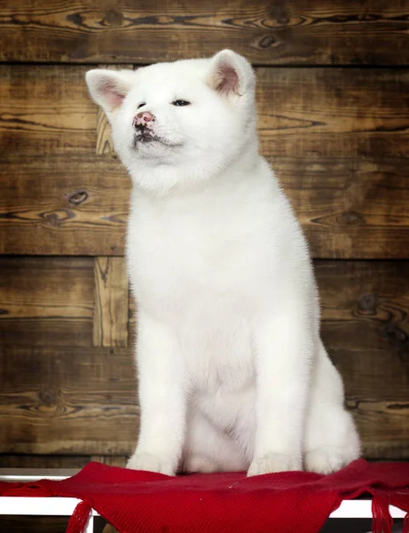 Akita Inu Cachorro Nuevo Año Fondo — Foto de Stock