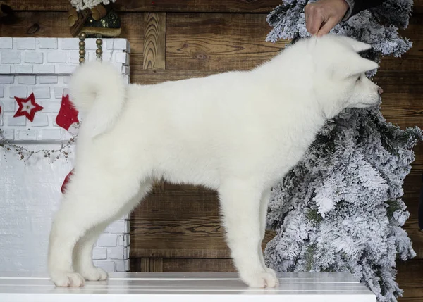 Akita Inu Cachorro Nuevo Año Fondo —  Fotos de Stock