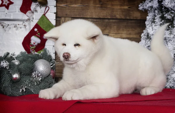 Akita Inu Köpeklerine Bir Yeni Yıl Arka Plan — Stok fotoğraf