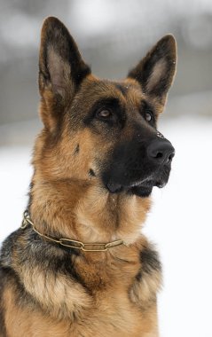 Alman çoban köpeği portresi