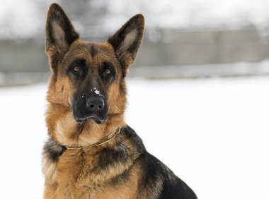 Alman çoban köpeği portresi