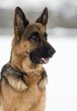 Alman çoban köpeği portresi