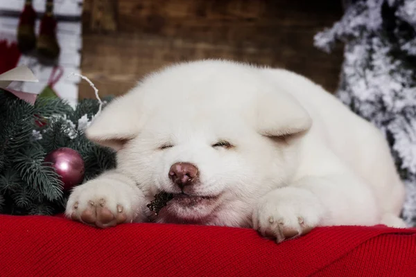 Akita Inu Welpe Auf Einem Neuen Jahr Hintergrund — Stockfoto