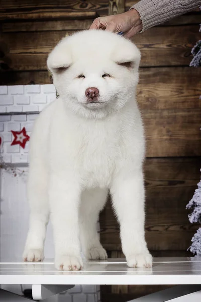 Akita Inu Puppy New Year Background — Stock Photo, Image