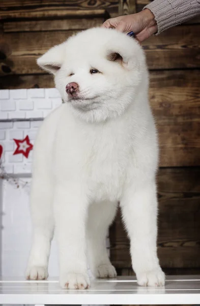 Akita Inu Pup Een Achtergrond Van Nieuwjaar — Stockfoto