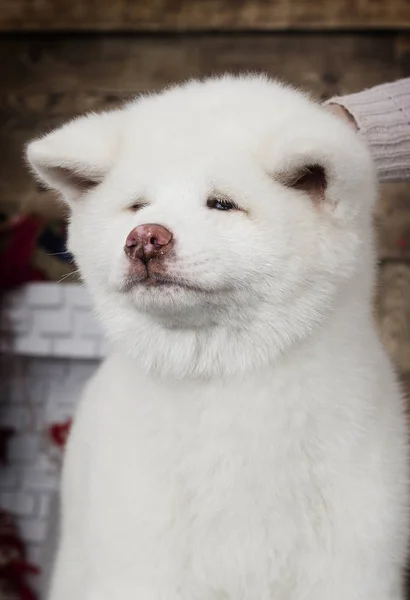 Akita Inu Cachorro Nuevo Año Fondo — Foto de Stock