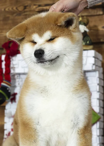 Akita Inu Cachorro Nuevo Año Fondo — Foto de Stock