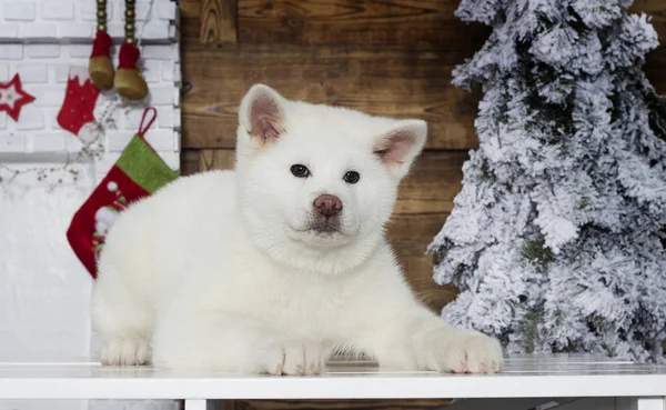 Akita Inu Welpe Auf Einem Neuen Jahr Hintergrund — Stockfoto