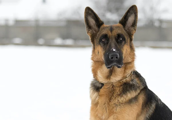 Portrait German Shepherd Dog — Stock Photo, Image