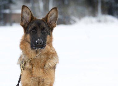 Alman çoban köpeği portresi
