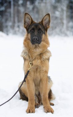 Alman çoban köpeği portresi