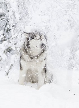 sevimli kış malamute köpek
