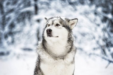 sevimli kış malamute köpek