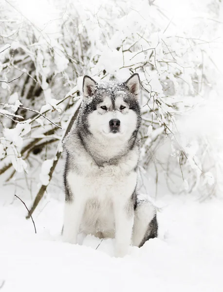 Een Schattig Winter Malamute Hond — Stockfoto
