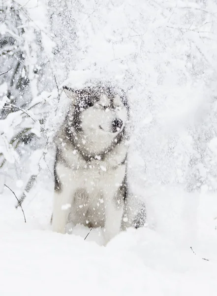 Sevimli Kış Malamute Köpek — Stok fotoğraf