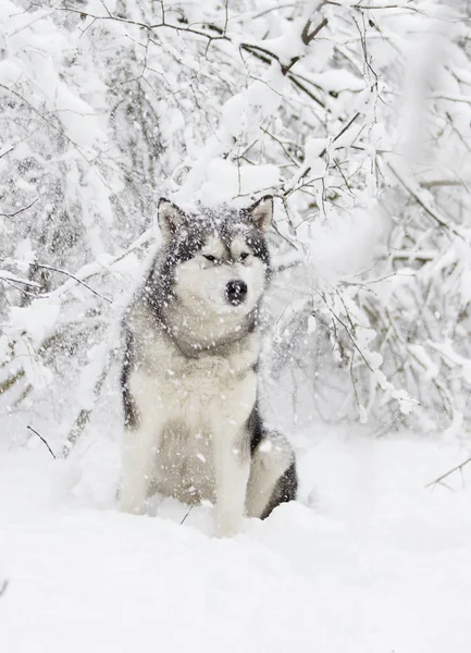 Милий Зимовий Малайський Собака — стокове фото