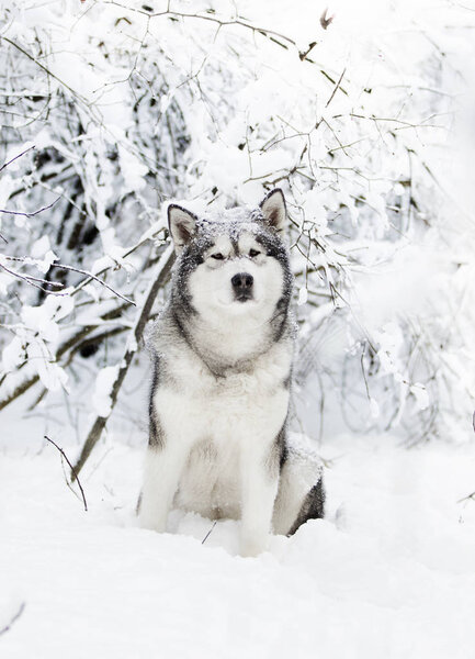 A cute winter malamute dog