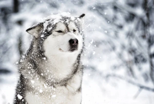 Cão Malamute Bonito Inverno — Fotografia de Stock