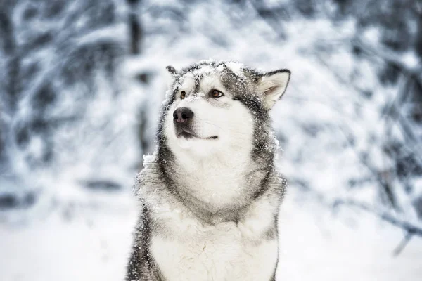 Lindo Perro Malamute Invierno — Foto de Stock