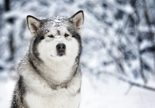 A cute winter malamute dog