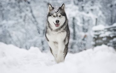 sevimli kış malamute köpek