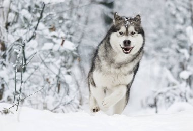 sevimli kış malamute köpek