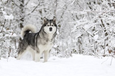 sevimli kış malamute köpek