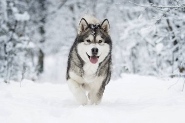 sevimli kış malamute köpek