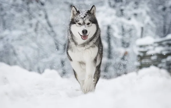 Милая Зимняя Маламутовая Собака — стоковое фото
