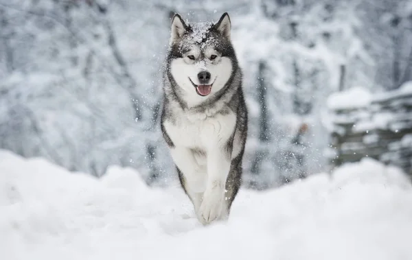 Egy Aranyos Téli Malamute Kutya — Stock Fotó