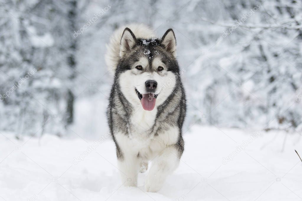 a cute winter malamute dog