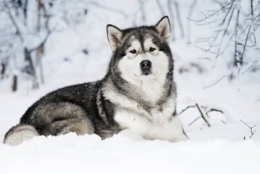 Alaskan Malamute köpeğe bir kış 