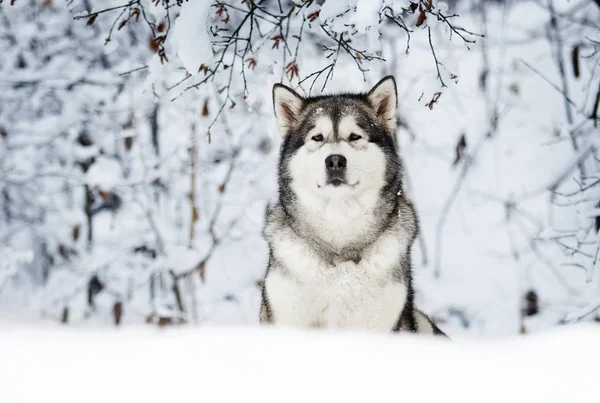 Dog Winter — Stock Photo, Image