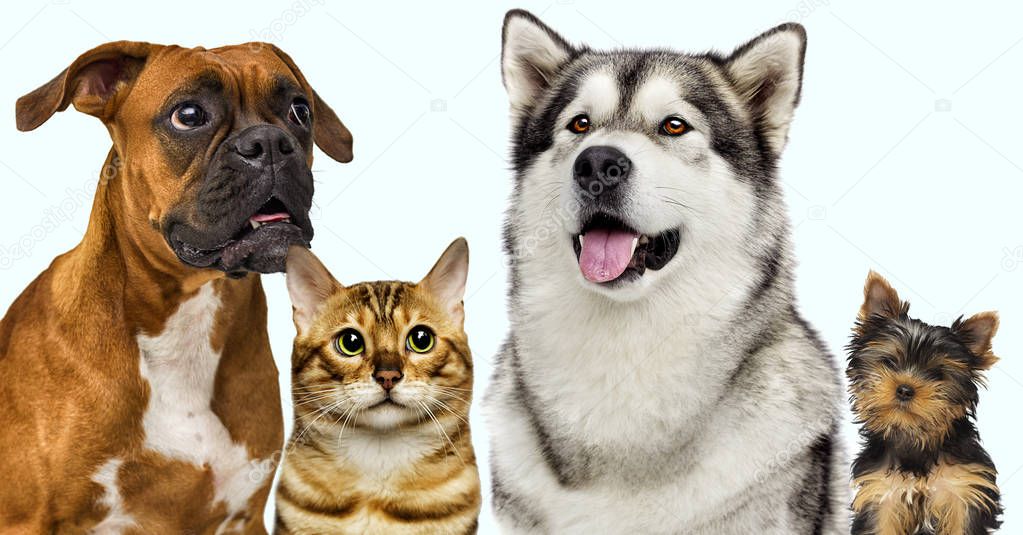 cat and dog together on a white background