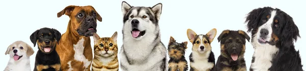 Set Pets Dogs White Background — Stock Photo, Image