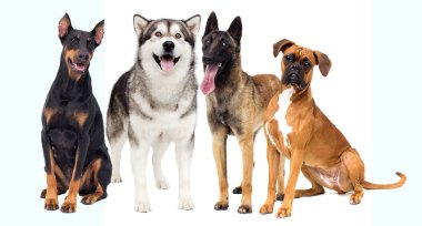 Evcil hayvan, köpek, beyaz arka plan kümesi