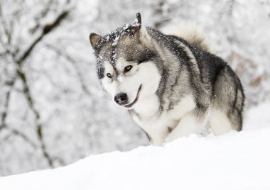 soğuk kış aylarında kar köpek