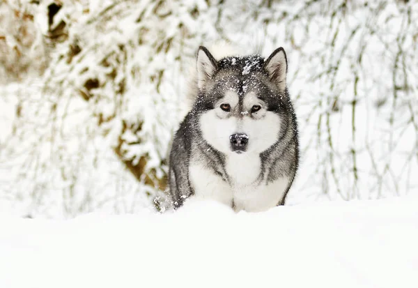 Сніговий Собака Холодну Зиму — стокове фото