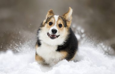 Galce corgi pembroke köpek yavrusu karda koşma
