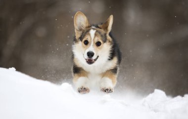 Galce corgi pembroke köpek yavrusu karda koşma