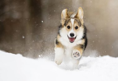 Galce corgi pembroke köpek yavrusu karda koşma