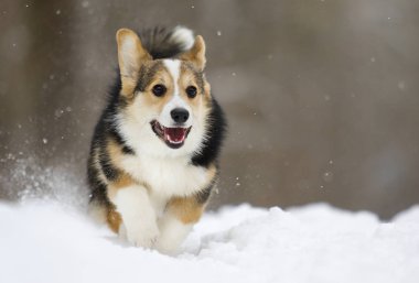 Galce corgi pembroke köpek yavrusu karda koşma