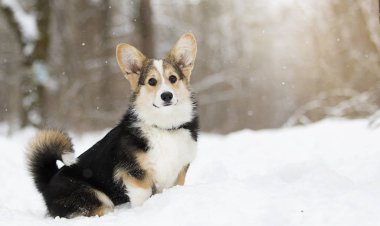 Galce corgi pembroke köpek yavrusu karda koşma
