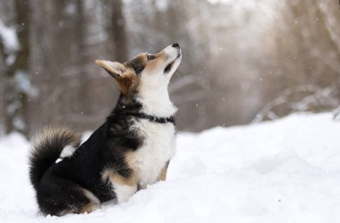 Galce corgi pembroke köpek içinde belgili tanımlık kar